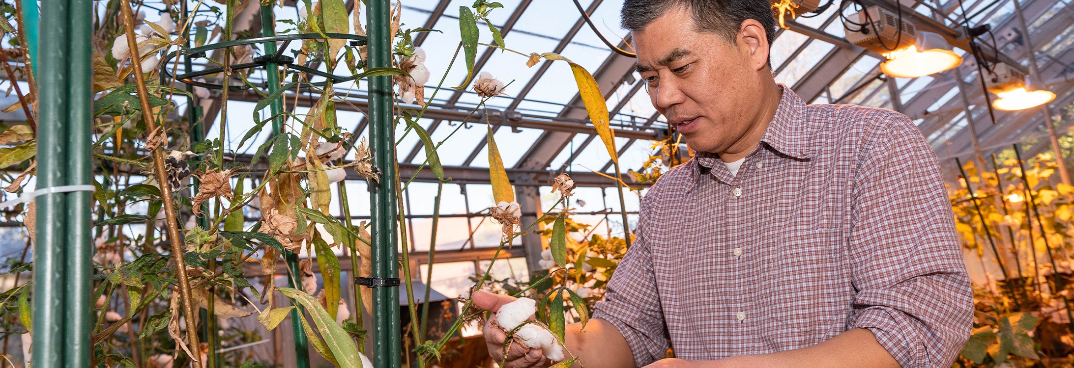 ECU researcher growing cotton in greenhouse